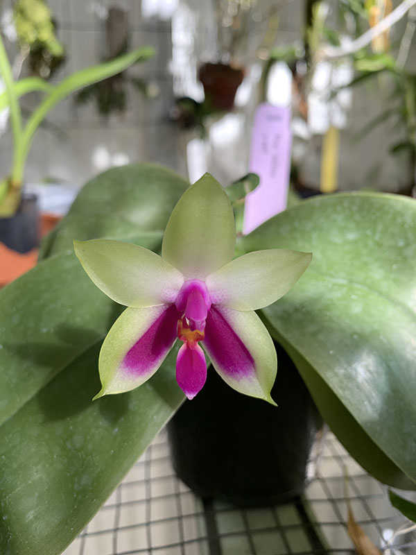 Phalaenopsis bellina - species orchid