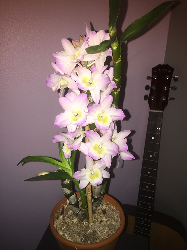 Dendrobium Nobile Hybrid