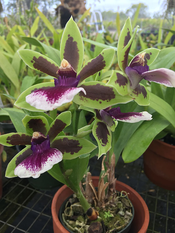 Zygopetalum