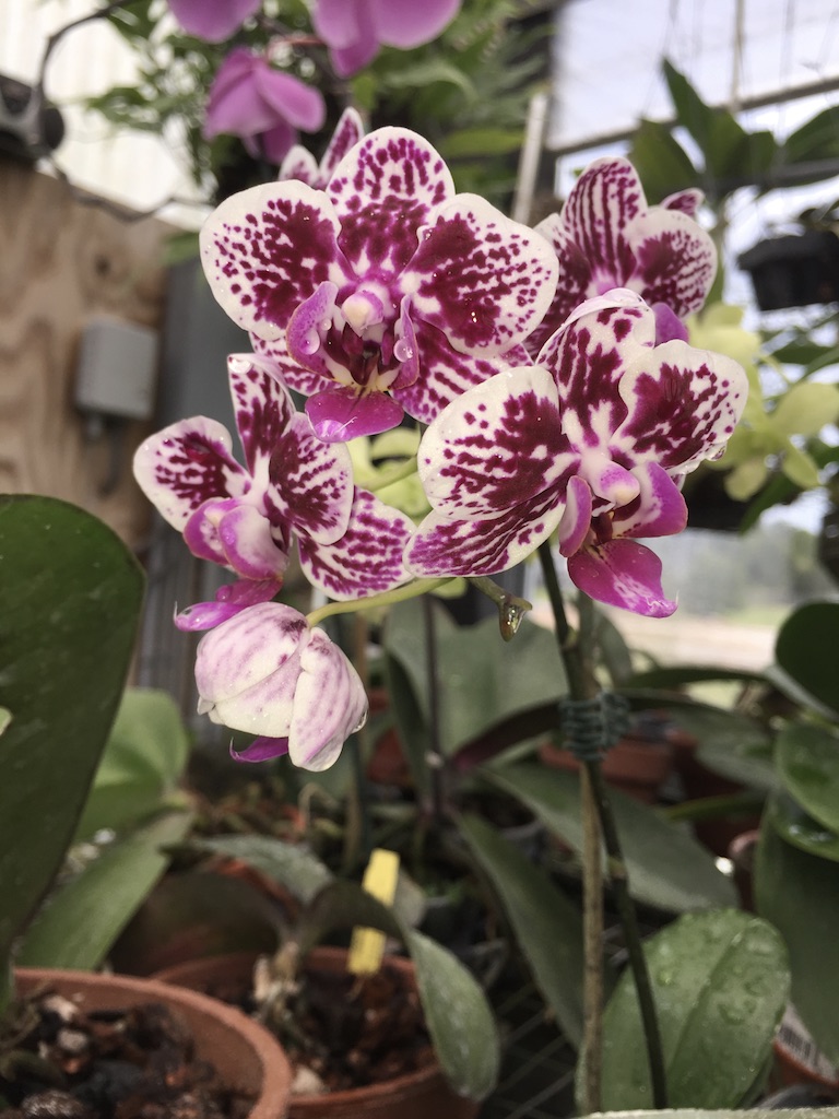 Welcome to Odyssey Orchids - Phalaenopsis